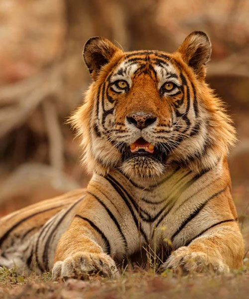 Ranthambore