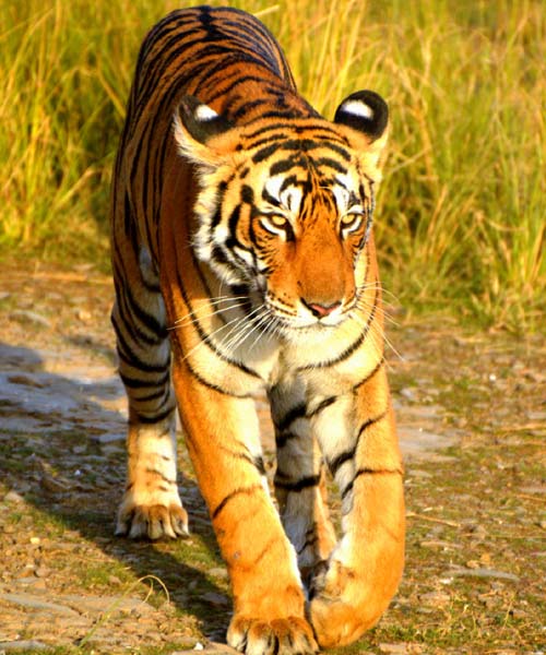 Ranthambore